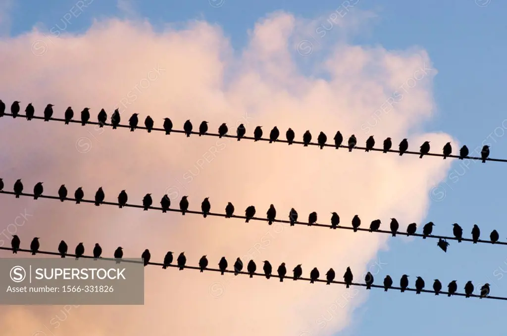 European Starling (Sturnus vulgaris). Large migratory flock roosting on power lines in late summer. Wanup, Ontario, Canada