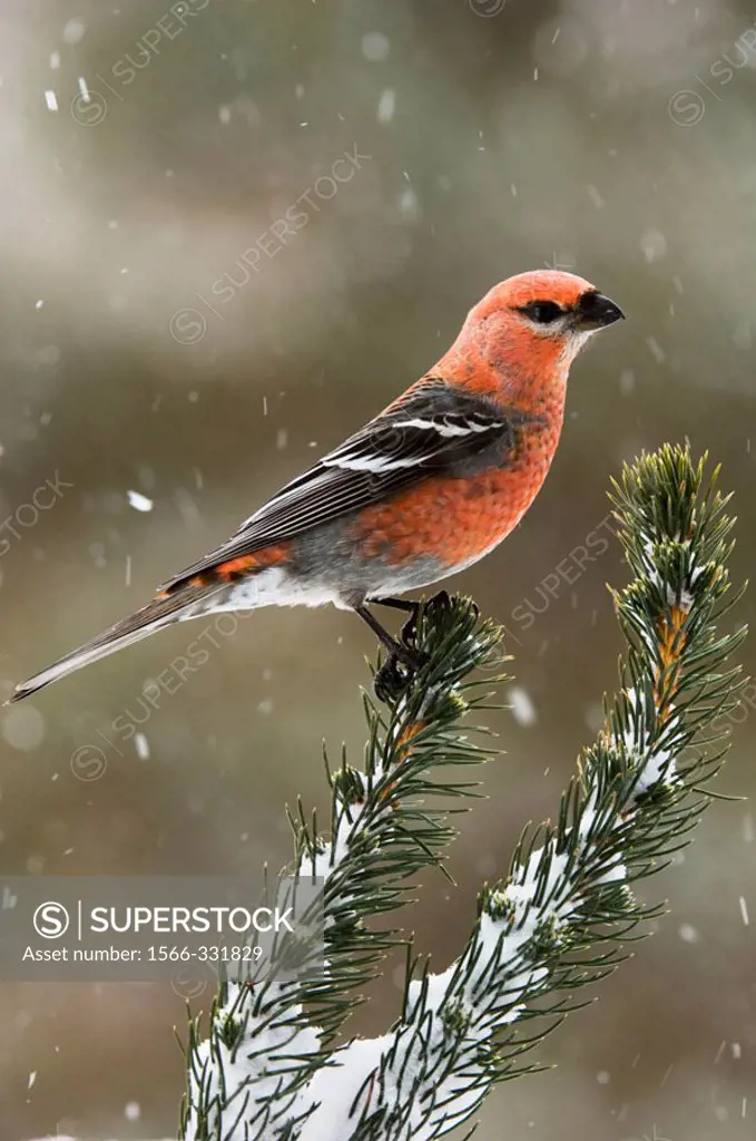 Pine grosbeak (Pinicola enucleator) Winter visitor male perched in jack pine bough in snow storm. Lively, Ontario