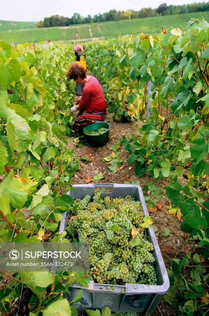 Chardonnay, vine-harvest at fall in vineyards, Champagne district, France