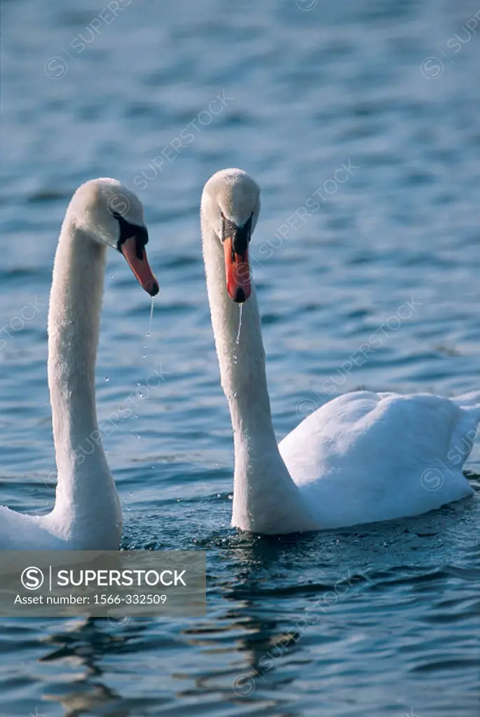 Mute swan pair (Cygnus olor), France