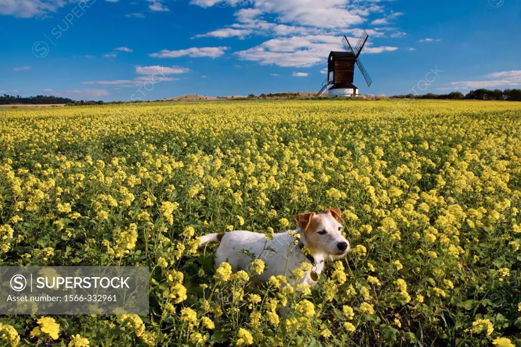 Pitstone Windmill (1650 is the oldest surviving Postmill in the British Isles). Bucks. England, UK.
