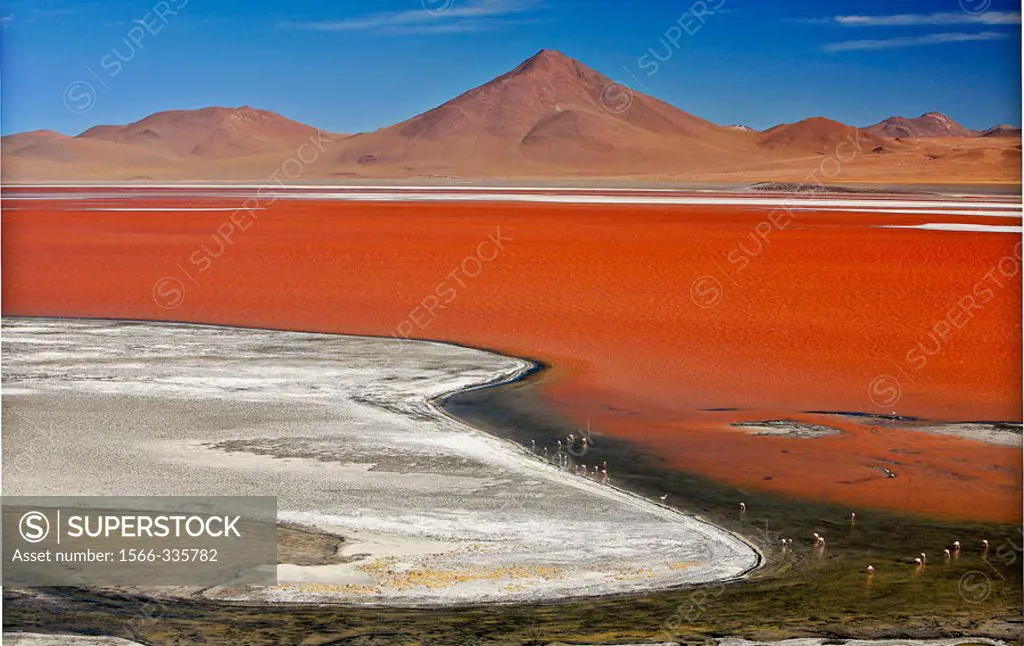 There are three types of flamingoes at this location: Andean Flamingos (Phoenicopterus andinus), Puna Flamingo (Phoenicoparrus jamesi) and Chilean Fla...