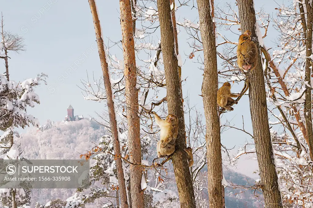 Barbary Macaque (Macaca sylvanus). La Montagne des Singes. Kintzheim. Alsace. France
