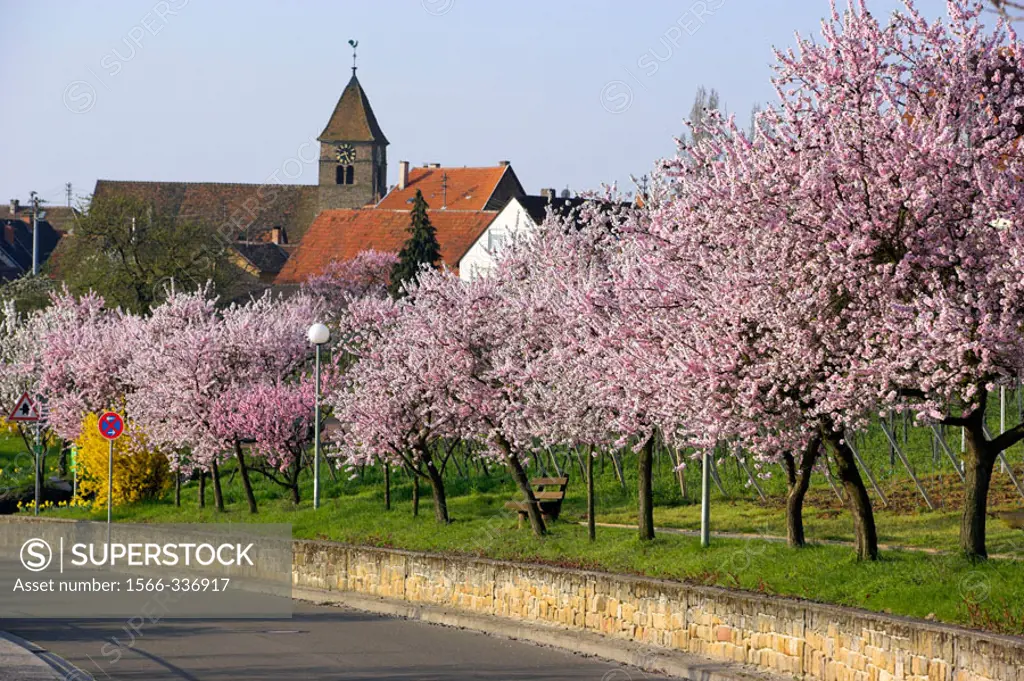 Amond tree blooming. Rhineland Palatinate, Gimmeldingen, Germany, April 2006
