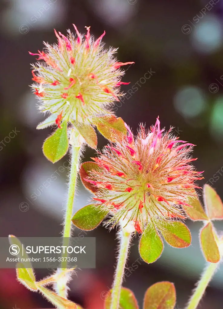 Wild flowers (Trifolium stellatum)