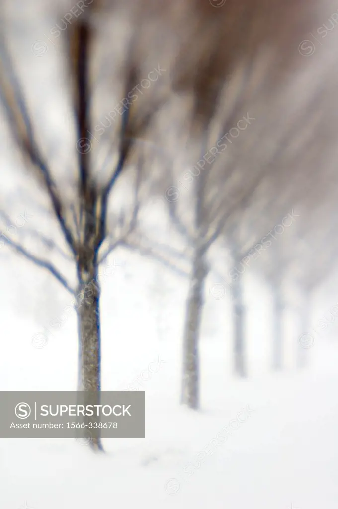Row of trees in snowstorm, SLC, Utah. USA.