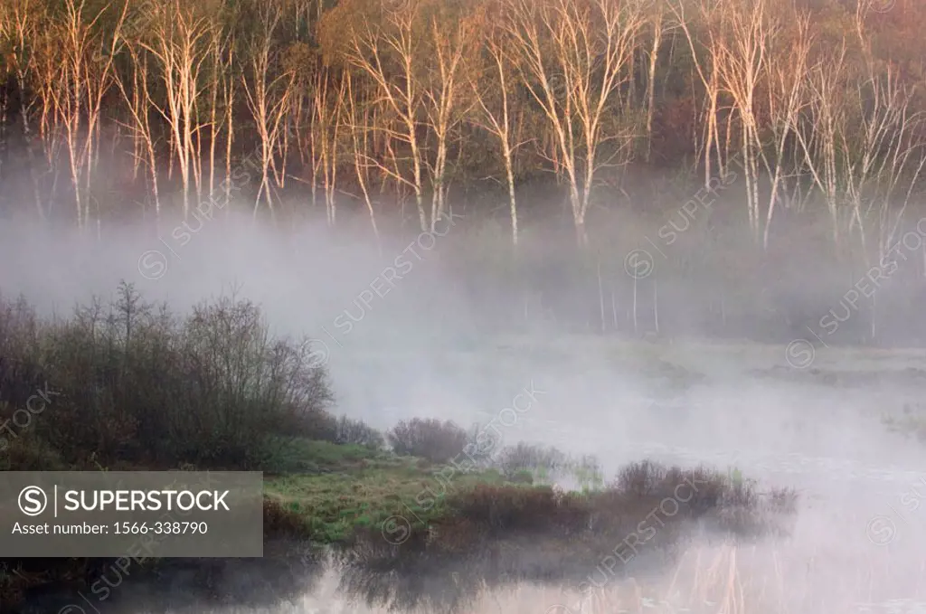 Misty spring beaver pond at dawn. Walden, Ontario, Canada
