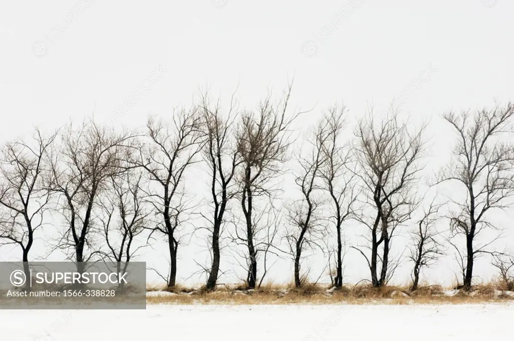 Shelter belt trees with fresh snow. Cadillac, Saskatchewan, Canada
