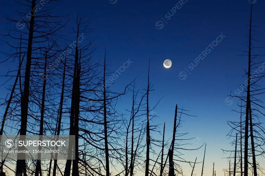 Moon and wetland snags before dawn. Bruce Peninsula National Park, Ontario, Canada