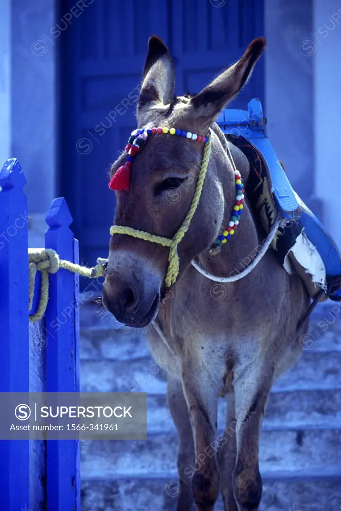 Donkey, Santorini, Greece.