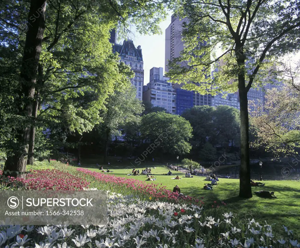 Spring Flowers, Central Park, Manhattan, New York, Usa.