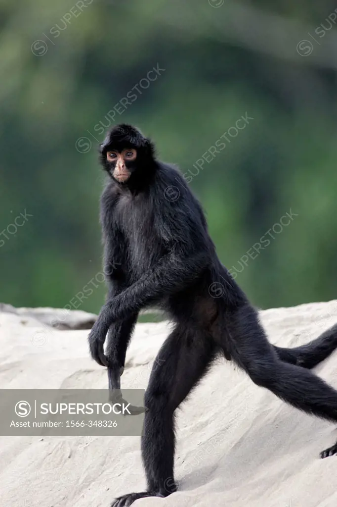 Black Spider Monkey (Ateles paniscus) on the Madre de Dios river. Peru.