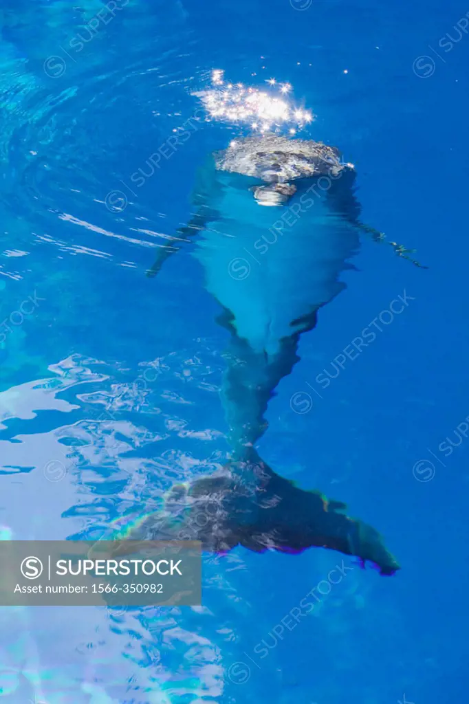 An Atlantic Bottlenose Dolphin underwater.  Tursiops truncatus