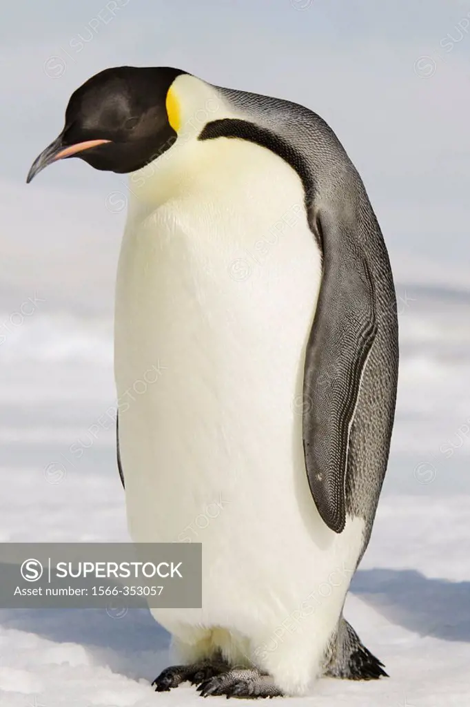 Emperor Penguins (Aptenodytes forsteri). Snow Hill Island. Antarctica
