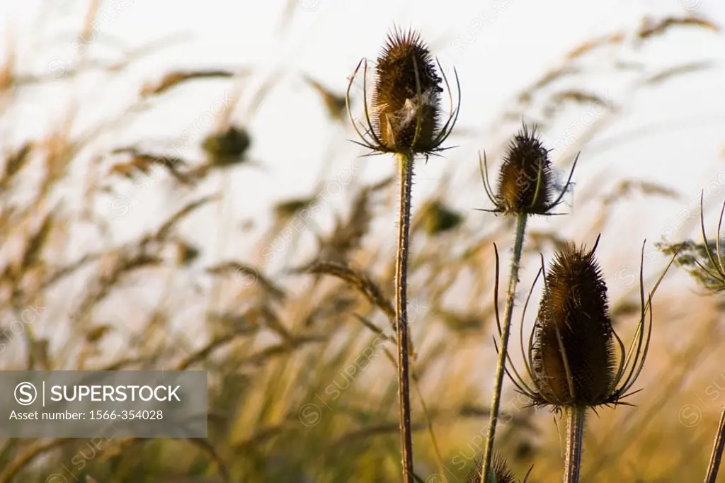 Thistle heads and grasses beside farmland. Saanich, British Columbia, Canada, 20 August 2006.