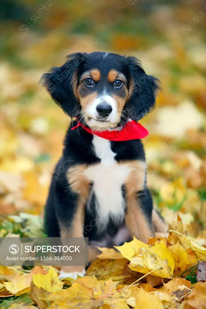 9 week old mongrel puppy with red neckerchief in autumn