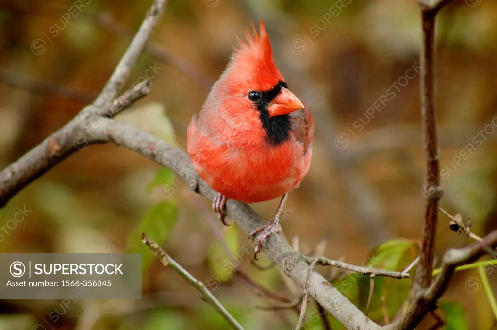 A male northern cardinal, cardinalis cardinalis, grips a branch of a bush tightly, Pennsylvania, USA