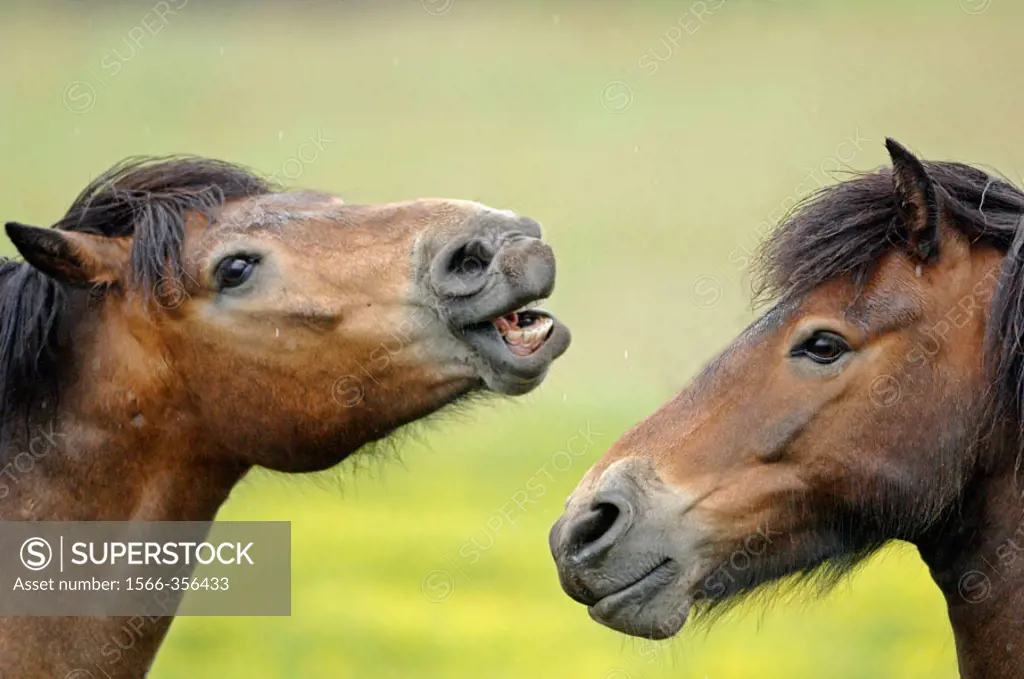 Friendly behaviour between stallions in a field