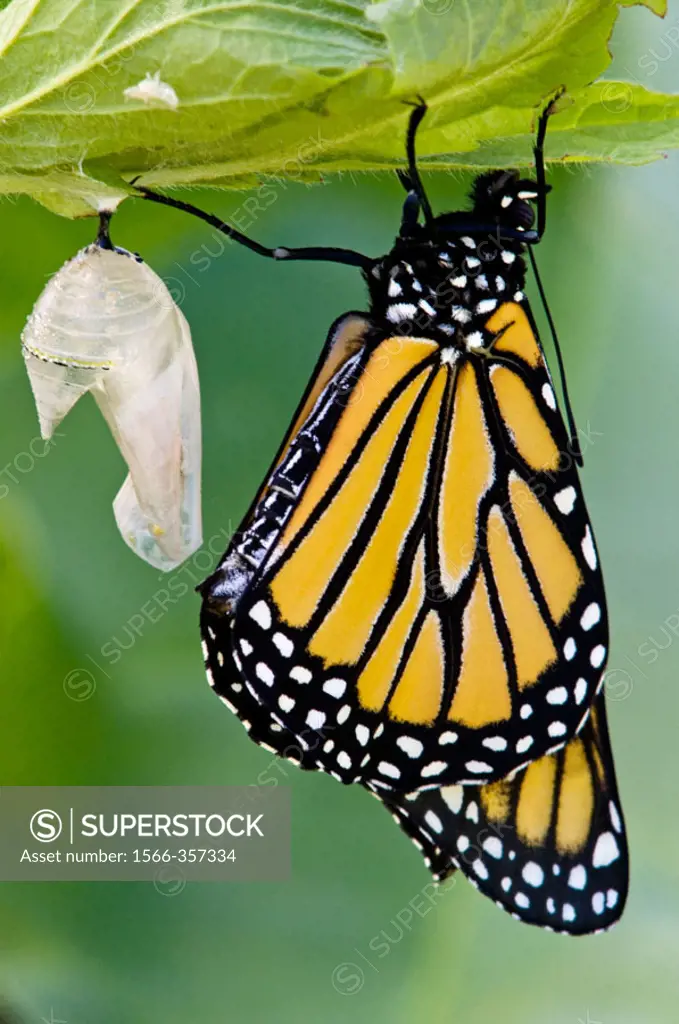 Monarch butterfly (Danaus plexippus). Emerged adult resting with empty chrysallis. Ontario