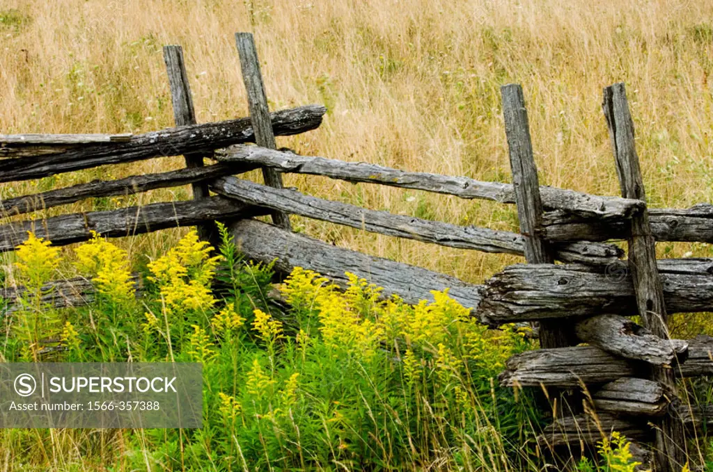 Cedar split rail fence and goldenrods in late summer. Manitoulin Island. Ontario