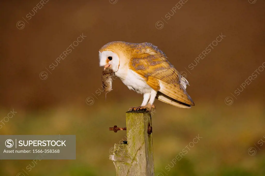 Barn owl (tyto alba) perched on post. East Anglia. UK.