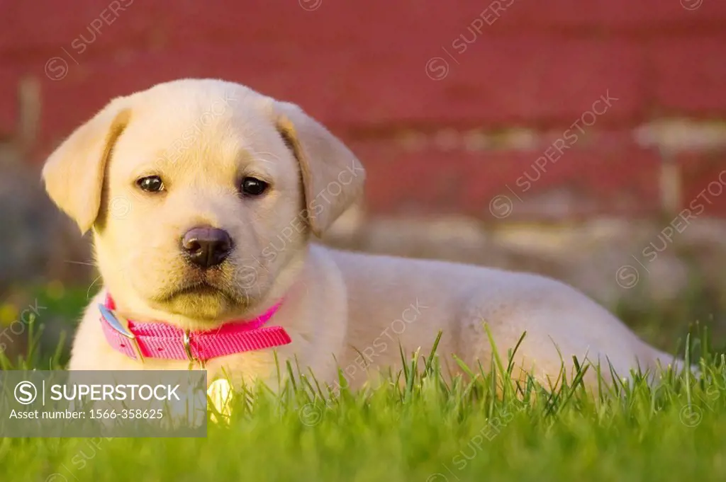 9 week old yellow Labrador Retriever puppy,