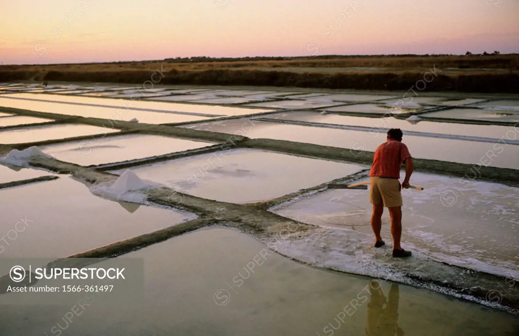 Collecting salt in the salterns. Marsh of Le Fier d´Ars. Island of Ré. Charente Maritime region. France.