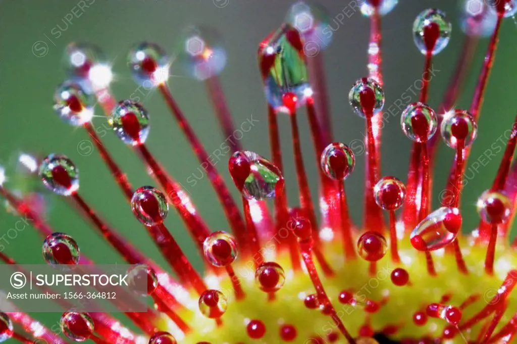 Tentacles of Roundleaved Sundew (Drosera rotundifolia) close_up _ Carnivorous plant
