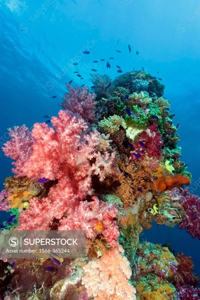 Mast encrusted with soft coral, Dendronephthya sp.,Shinkoku Maru, Truk lagoon, Chuuk, Federated States of Micronesia, Pacific