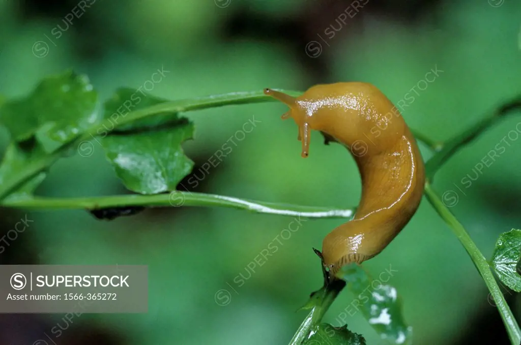 The Pacific Banana Slug, second largest land slug species, grows up to 25cm. (9.8in.). This one is about 4in. Their native habitat is damp forest floo...