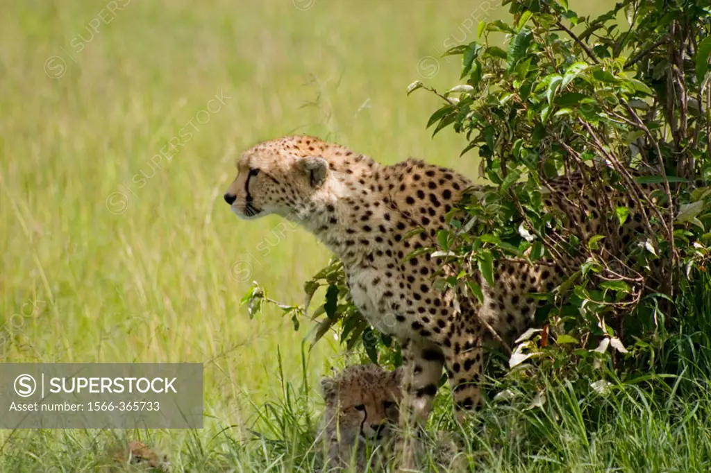 Cheetah Cub with mother in the Masai Mara