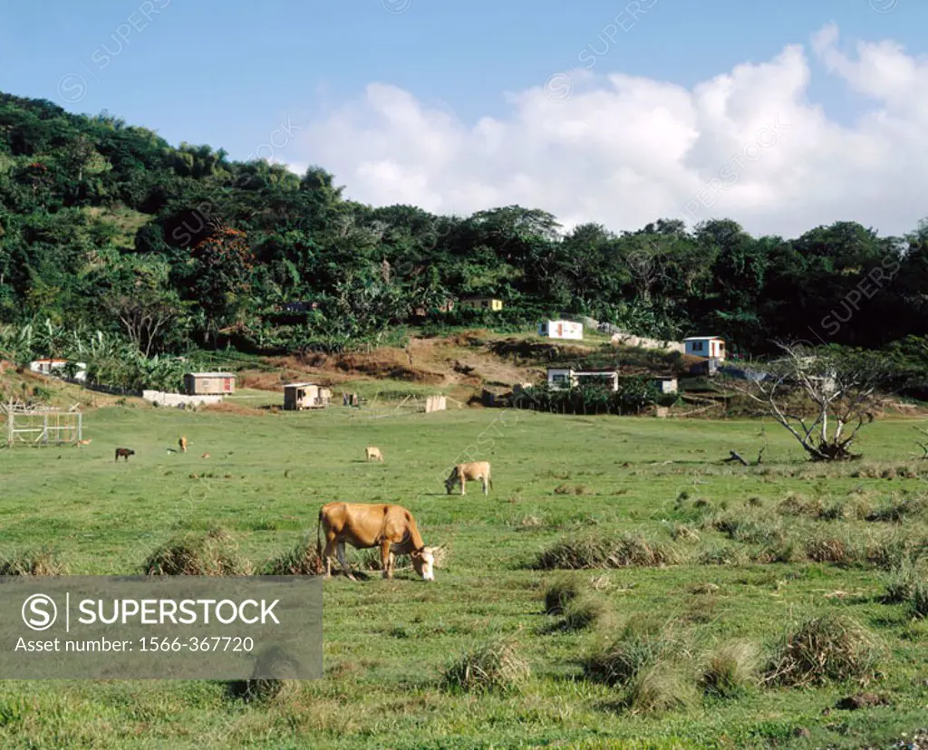 Cattle grazing (at Elgin, Hanover Parish). Jamaica