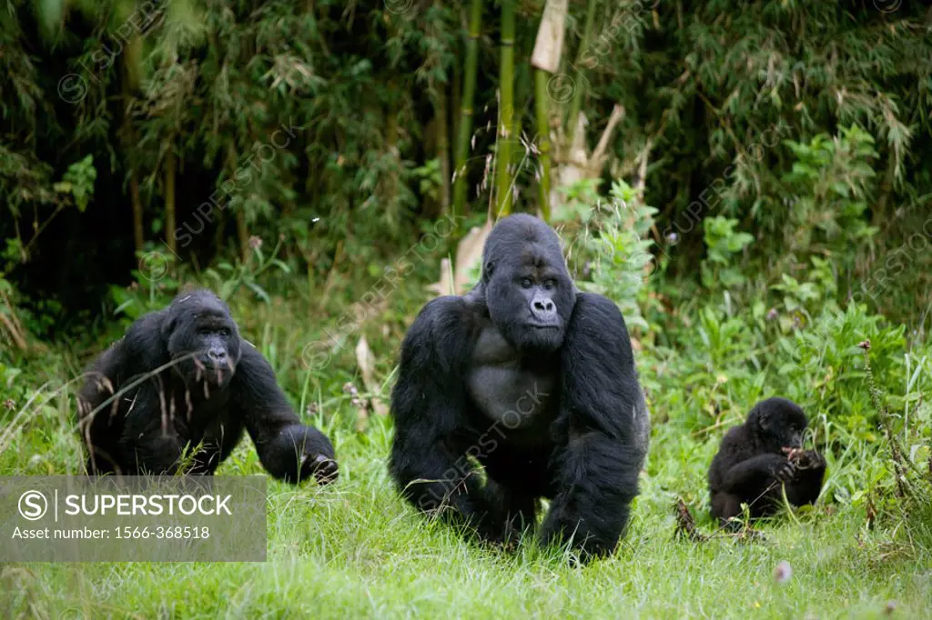Mountain Gorilla (Gorilla gorilla berengei). Volcano National Park. Rwanda