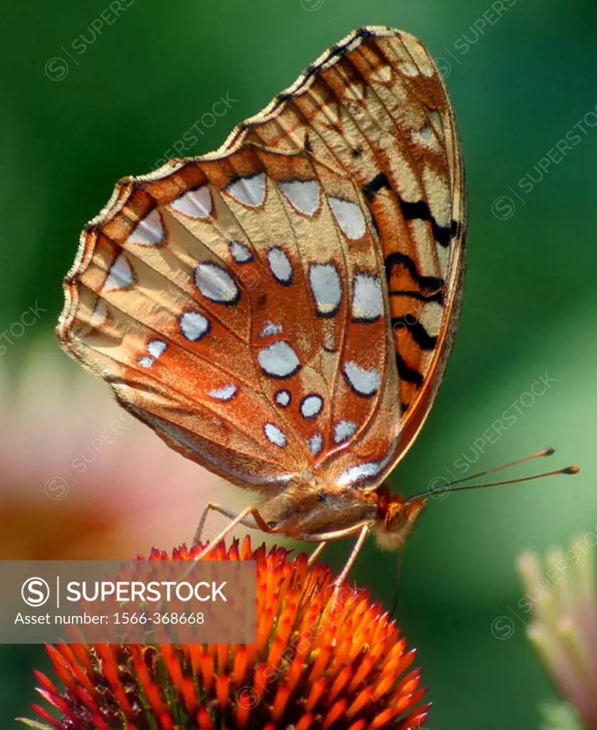 Great spangled fritillary (Speyeria Cybele) on cone flower. Matthaei Botanical Garden. Ann Arbor. Michigan, USA.