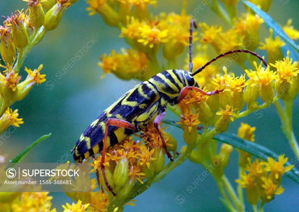 Locust borer beetle. Megacyllene robiniae. Cerambycidae. Michigan, USA.