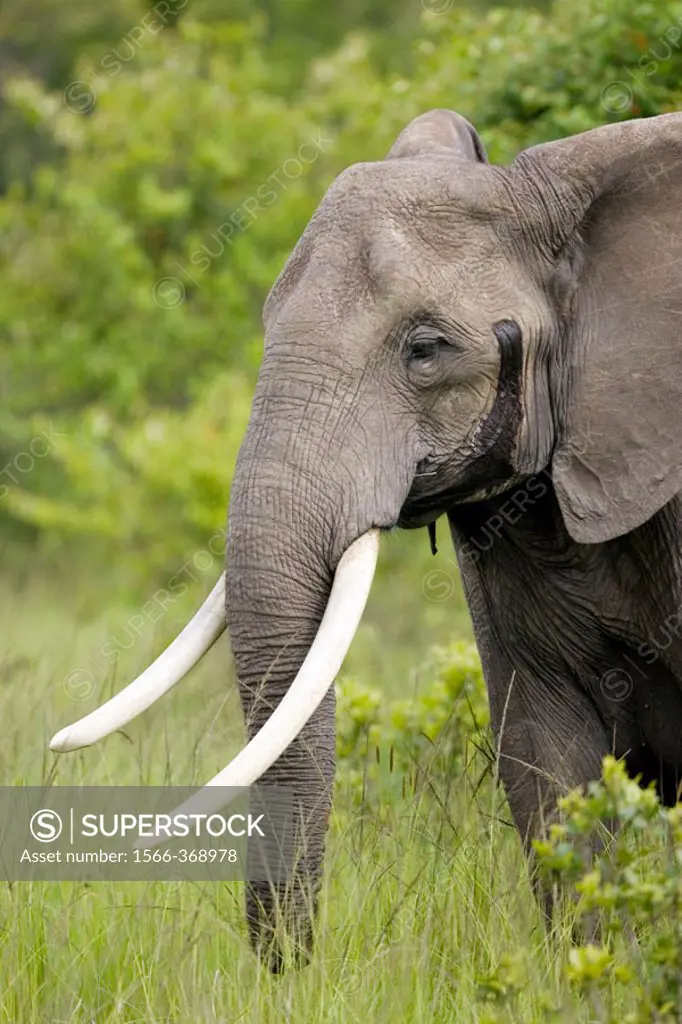 Lone Elephant in the Masai Mara