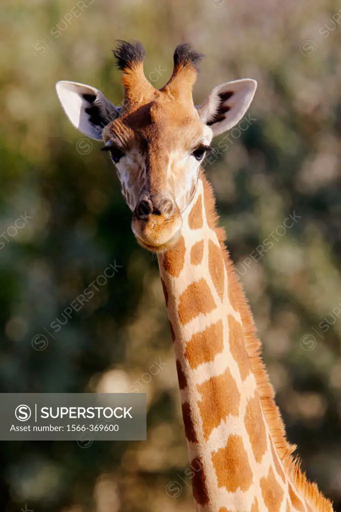 Nigerian giraffe. Animal park. France