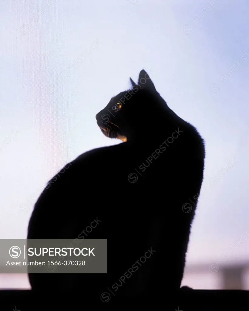Black cat sitting at edge of window