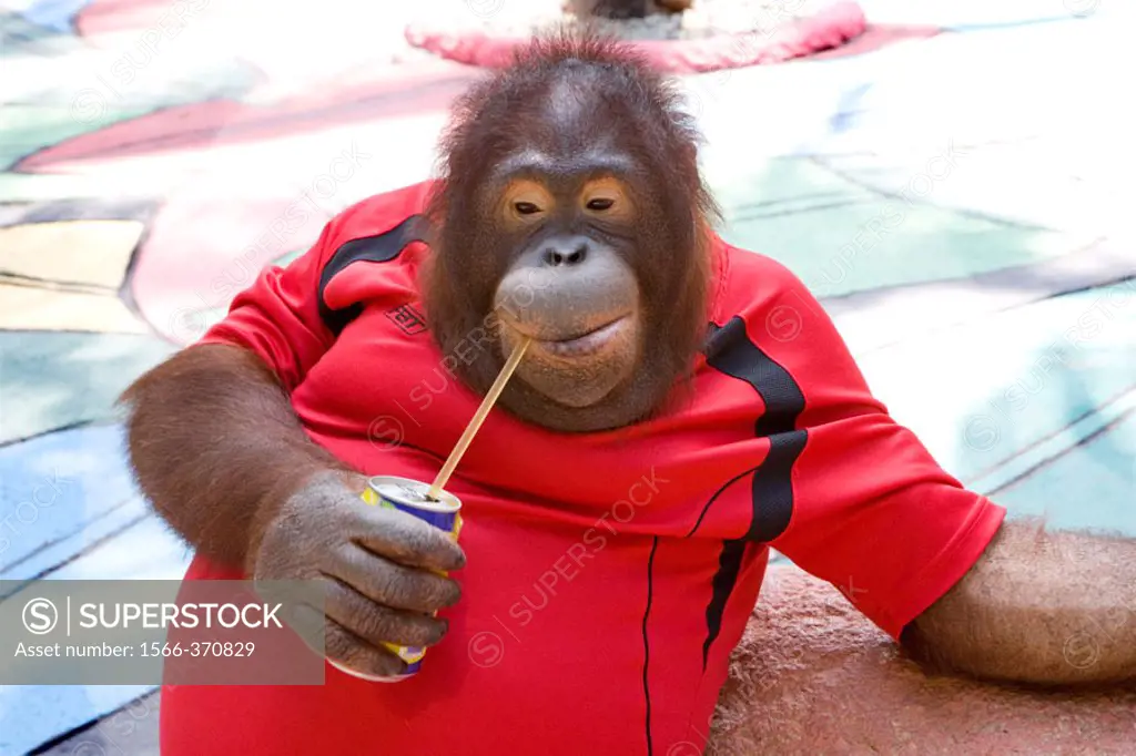 Orangutan in Thai  Zoo