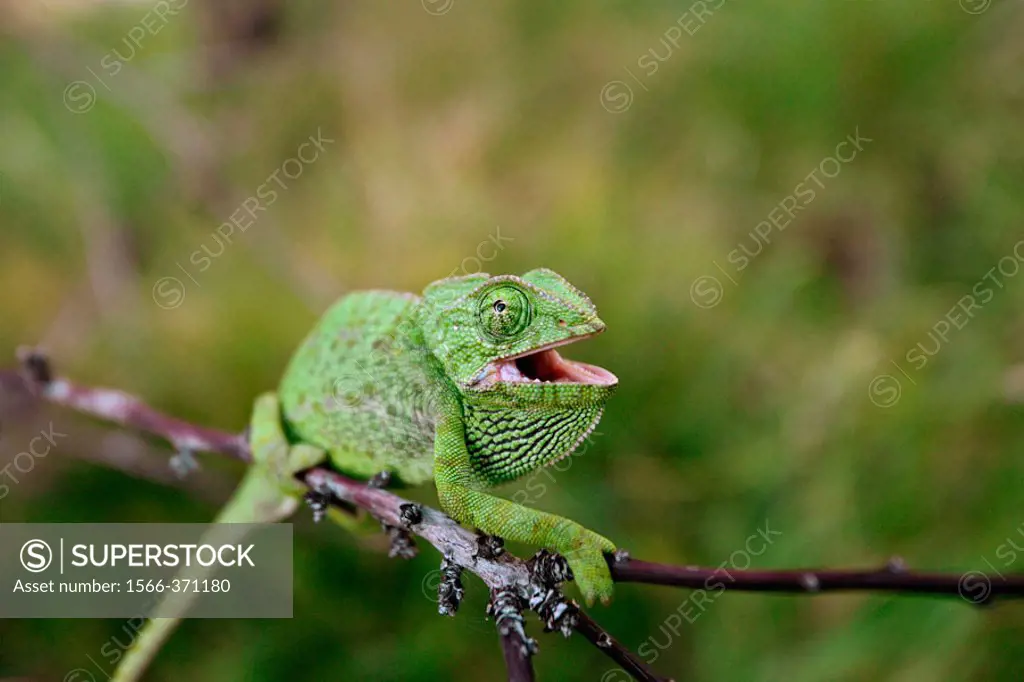 Common Chameleon (Chamaeleo chamaeleon). Cadiz. Andalucia. Spain