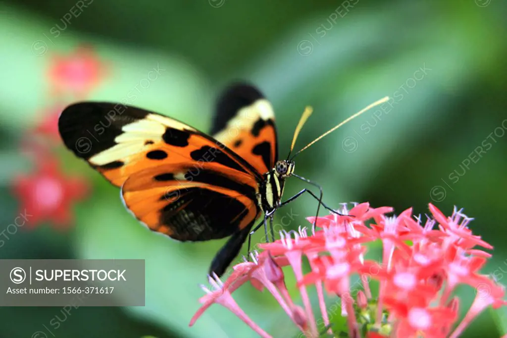 Orange and black butterfly on a flower in Durham, NC, USA.