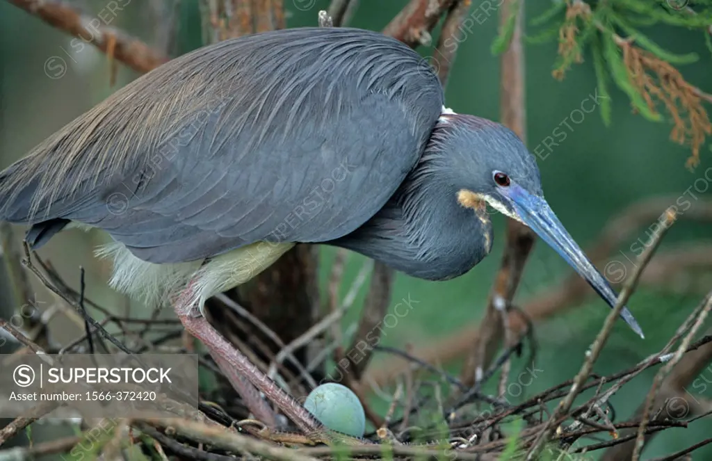 On nest with egg _Common inhabitant of salt marshes and mangrove swamps of the east and gulf coasts. Rare inland but has bred in North Dakota and Kans...