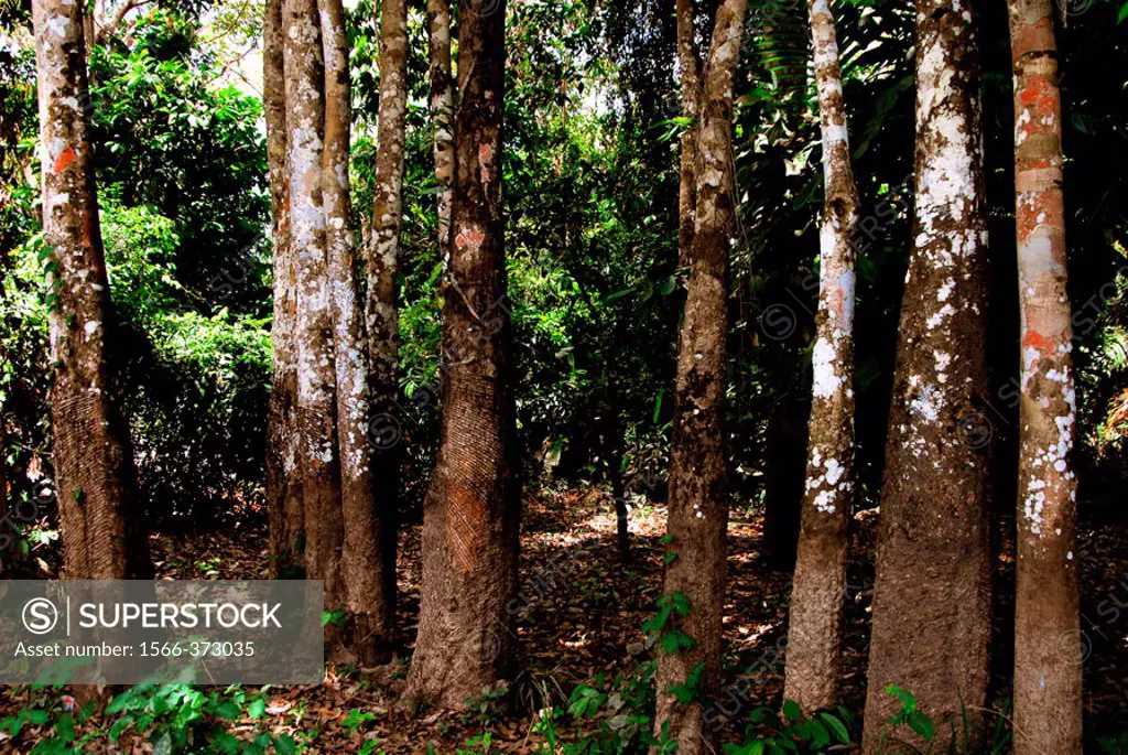Rubber trees. Amazon. Brazil.