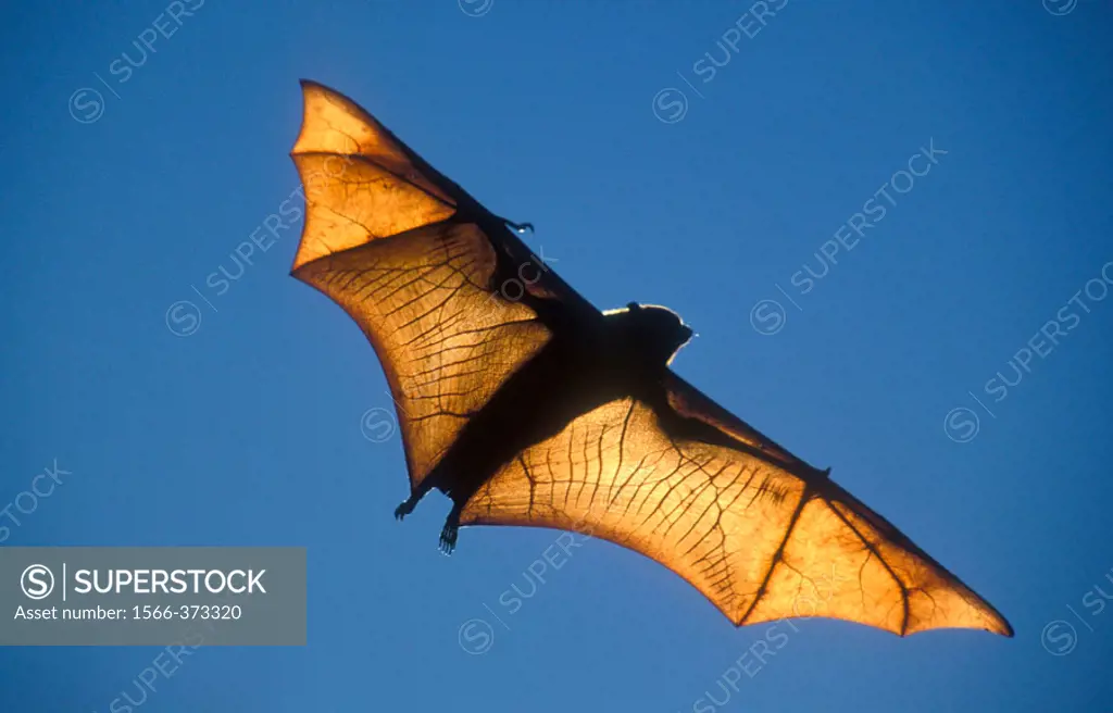 Rufus Bat Fox. Pteropus rufus. Madagascar