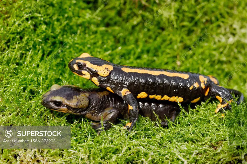 Barred Fire Salamander (Salamandra salamandra terrestris).