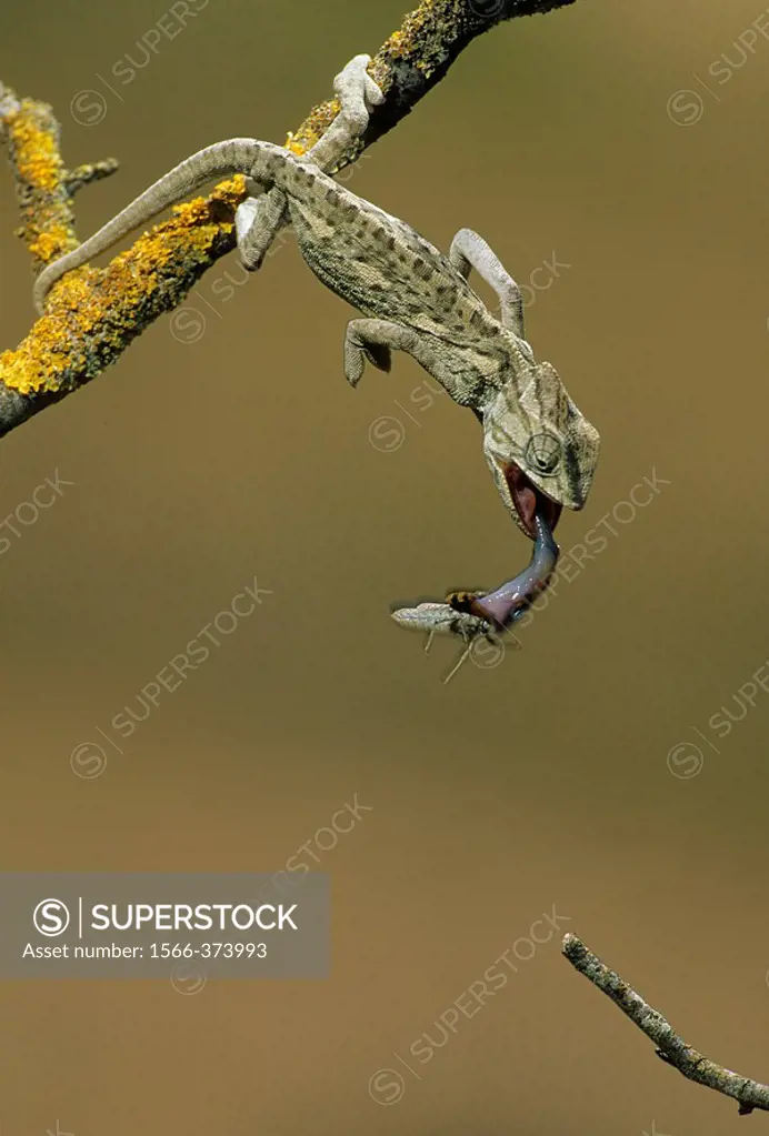 Common Chameleon (Chamaeleo chamaeleon)