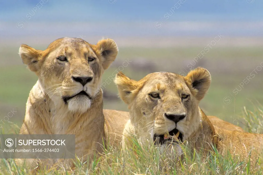 Lioness (Panthera leo). Ngorongoro. Tanzania