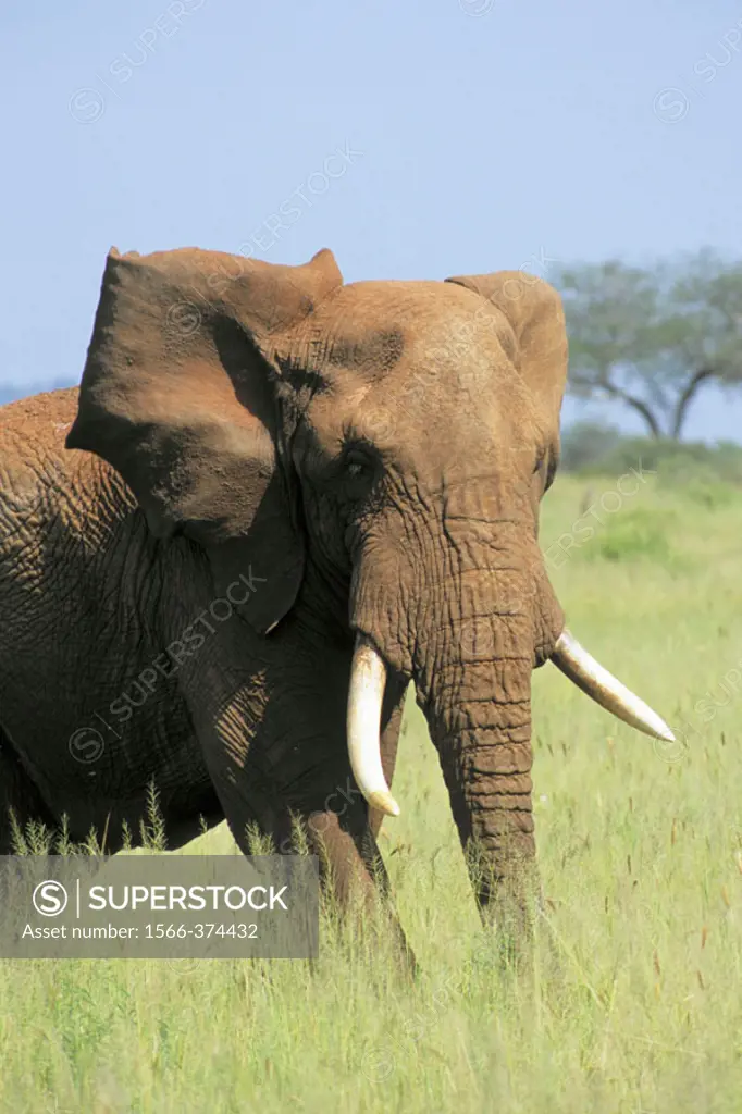 Elephant (Loxodonta africana). Tarangire National Park, Tanzania.