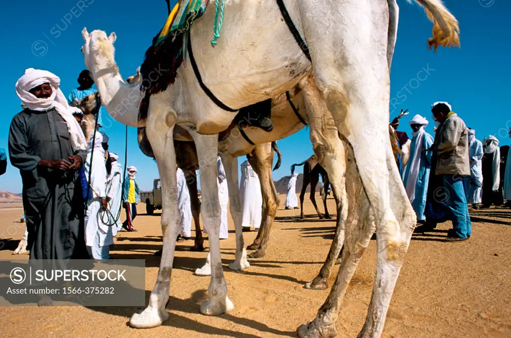 Camels race during the yearly tuareg  festival ´sebiba´. Djanet oasis. Tassili n´Ajjer. Sahara. Algeria