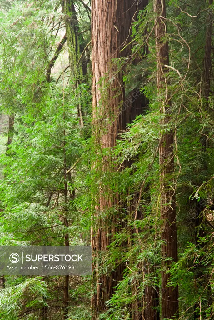 Redwoods, Muir Woods National Monument, Marin County, California. USA.